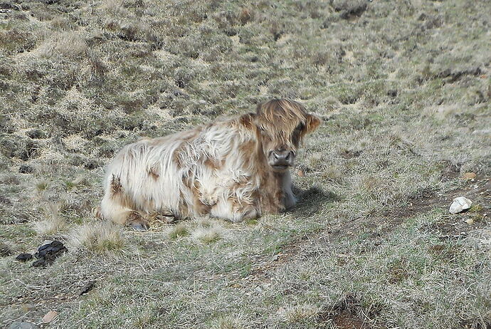 Veau highlandais - calamity jane