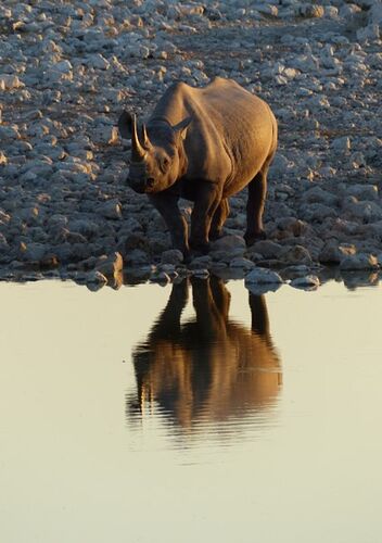 Re: 3 fabuleuses semaines Namibiennes- juillet 2021 - Patbillvoyage