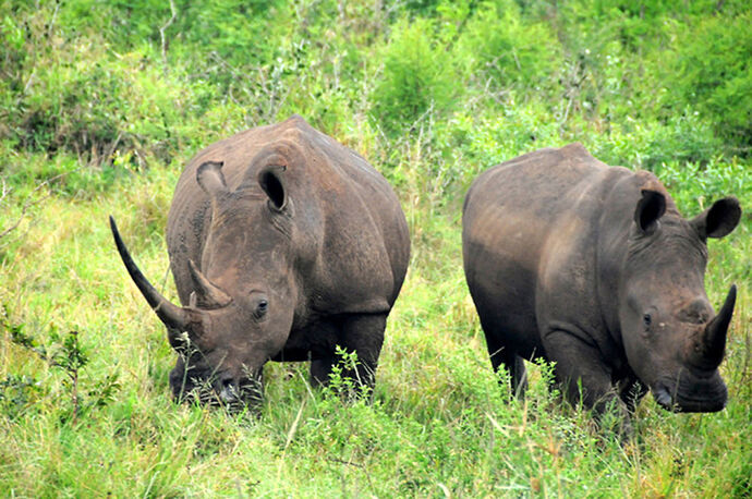 Re: Au paradis ! Compte rendu d'un voyage de 2 petites semaines en Afrique du Sud - L-argonnais Re: Au paradis ! Compte rendu d'un voyage de 2 petites semaines en Afrique du Sud - L-argonnais
