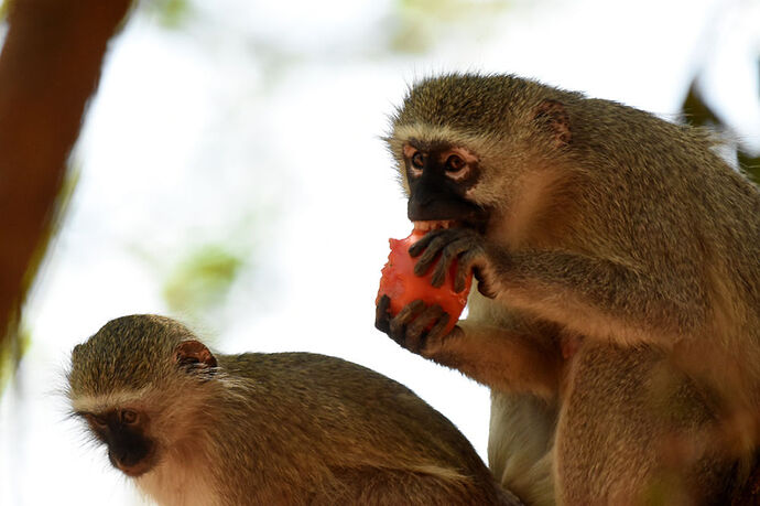 Re: Au paradis ! Compte rendu d'un voyage de 2 petites semaines en Afrique du Sud - L-argonnais