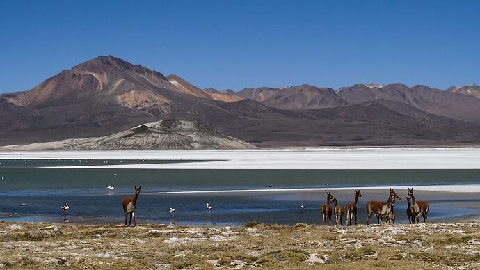 L'altiplano chilien et son splendide parc Lauca ! - Deux Évadés