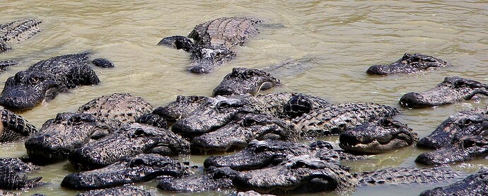La mare aux alligators