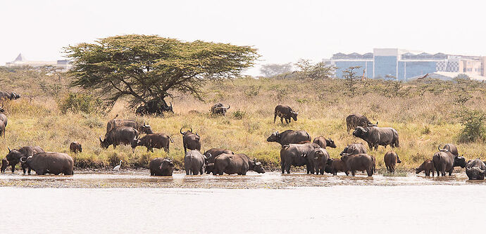 Re: Kenya juillet 2021 un nouveau safari de Samburu au Massai Mara en passant par Meru et Aberdare NP - Karen56