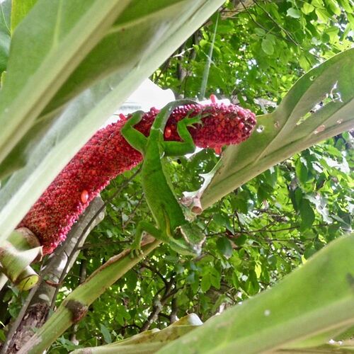 Visiet guidée de quelques jardins à Cuba - tarkos