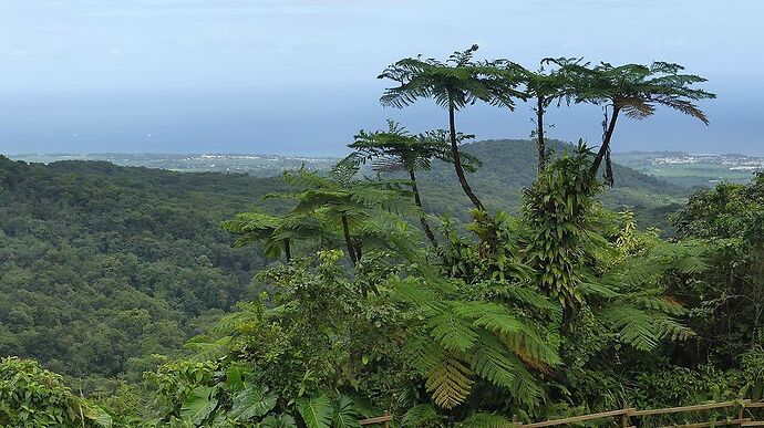 Retour 2 semaines en Guadeloupe - michele87