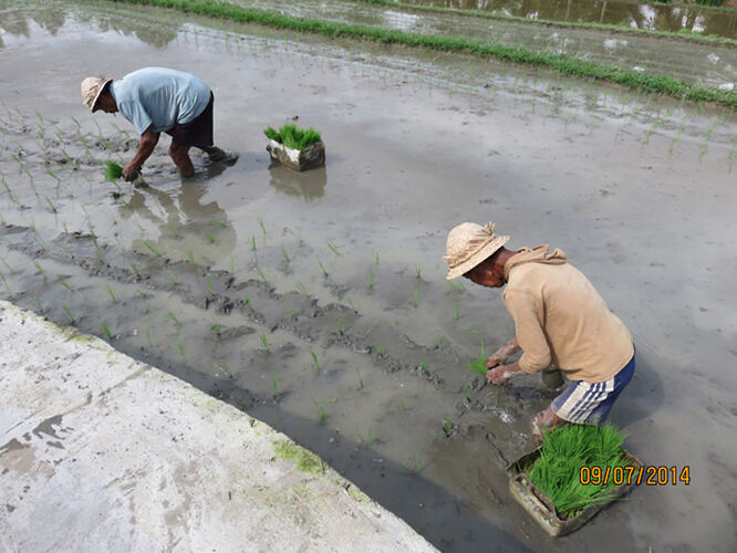 Ubud et Nusa Lembongan - quinqua voyageuse