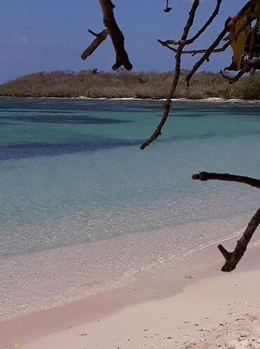 Sargasses Guadeloupe photos prises vendredi 4 mai 2018 port louis et ste anne le 2 mai 2018  - kynoo