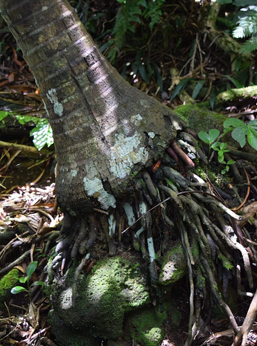 Randonnées et détente au plus près de la nature: 5 jours sur Lord Howe Island - exploringpaw