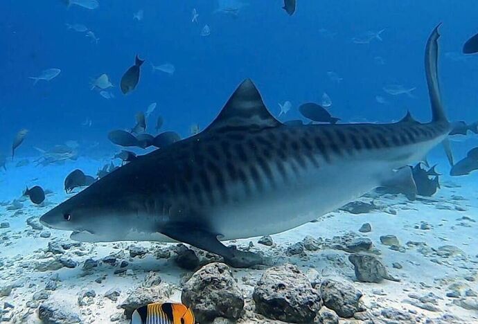 Tiger Sharks in Maldives - Gnaviyani Atoll - Equateur du sud - Philomaldives Guide Safaris