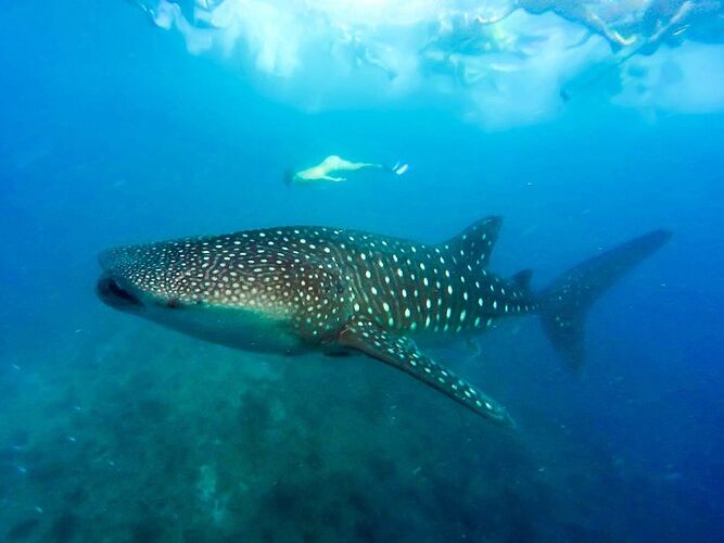 Re:  Les Requins - Baleine Observables toute l'année aux Maldives - Marie Noëlle 87