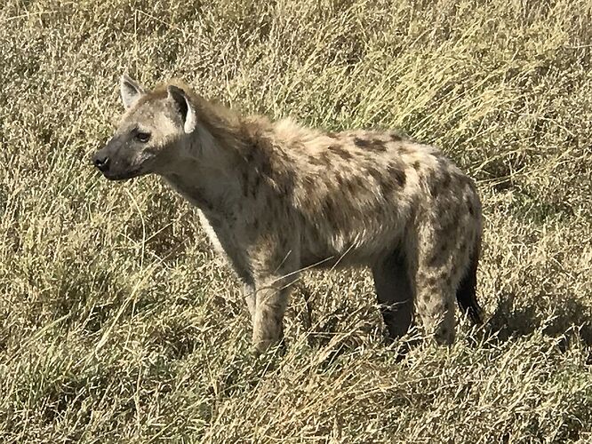 Retour de mon Safari en Tanzanie avec Philipo Kimgoni oni - Catherine-Serafim