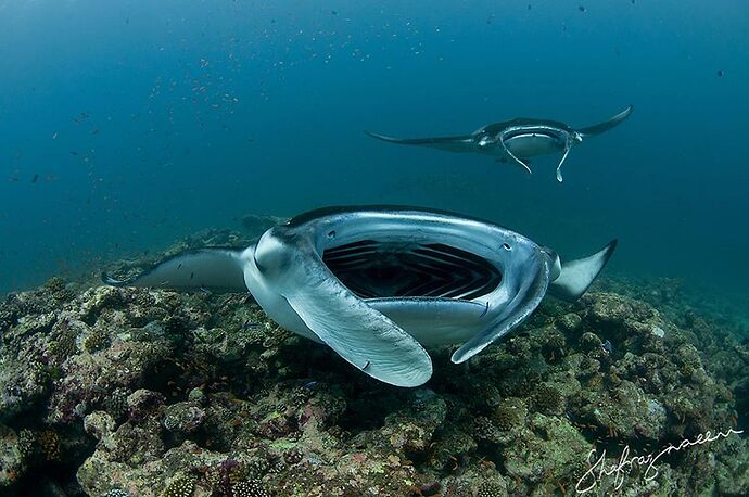 Mantas sur Malé Nord  Lankan - Philomaldives Guide Safaris