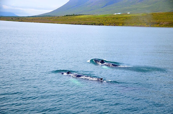 photos baleines - kiki3003