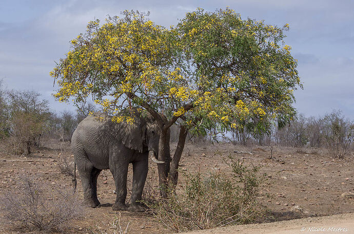 Retour de notre voyage en Afrique du Sud, 16 jours en septembre 2016. - Nicole33
