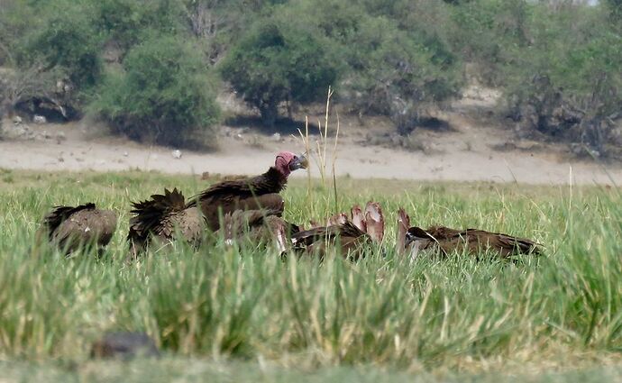 Re: NAMBOTSVIC Namibie- Botswana- Victoria Falls, 3 semaines magiques - PATOUTAILLE