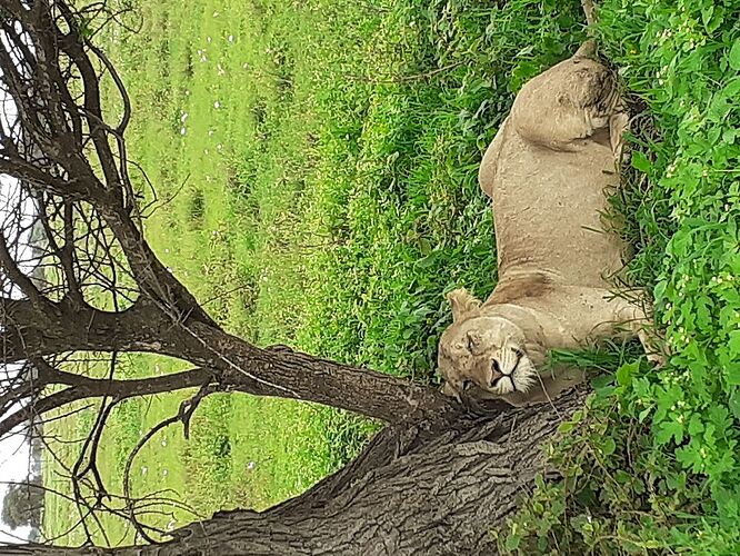 SAFARI PROPOSE PAR ELISABETH EN TANZANIE ET ZAZIBAR AVEC HORS PISTE - stephane-mardon