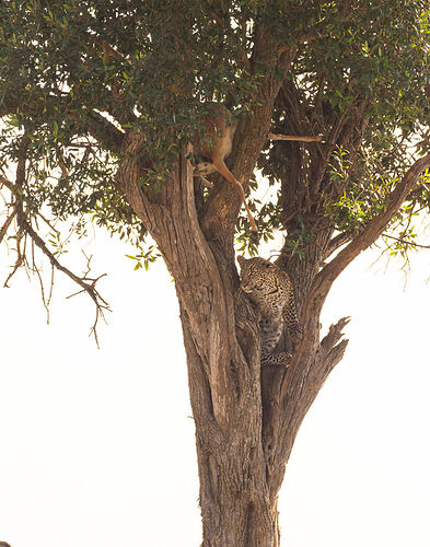 Re: Kenya juillet 2021 un nouveau safari de Samburu au Massai Mara en passant par Meru et Aberdare NP - Karen56