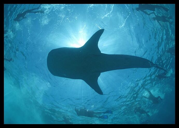 whale - shark y es-tu ? - Philomaldives Guide Safaris