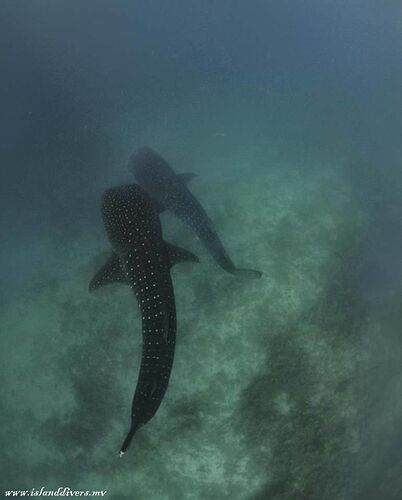 Les Requins - Baleine Observables toute l'année aux Maldives - Philomaldives Guide Safaris