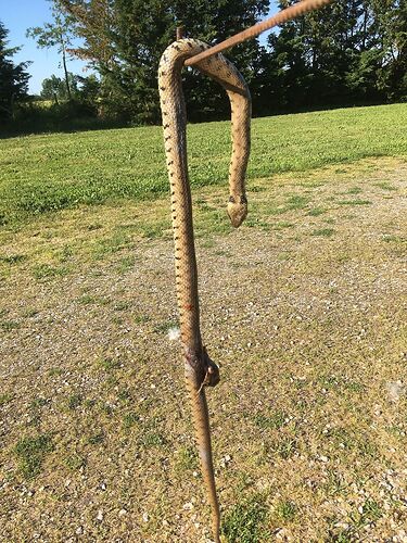 Re: Les serpents en Namibie - PATOUTAILLE