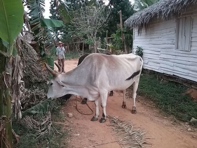 à Viñales  - jbf