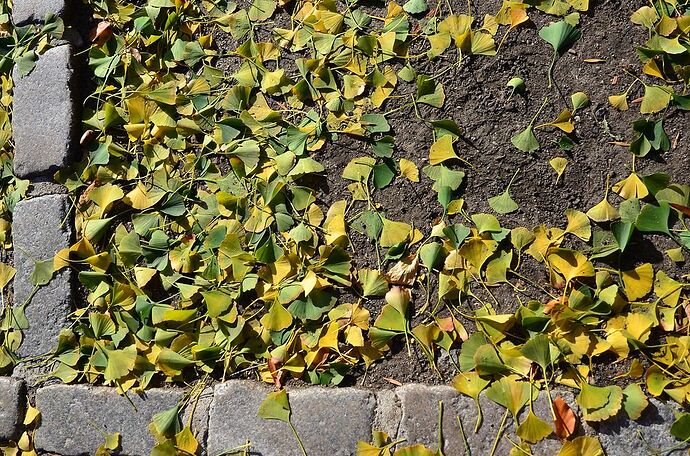 Re: L'automne à Central Park - New-York - bourgmichel