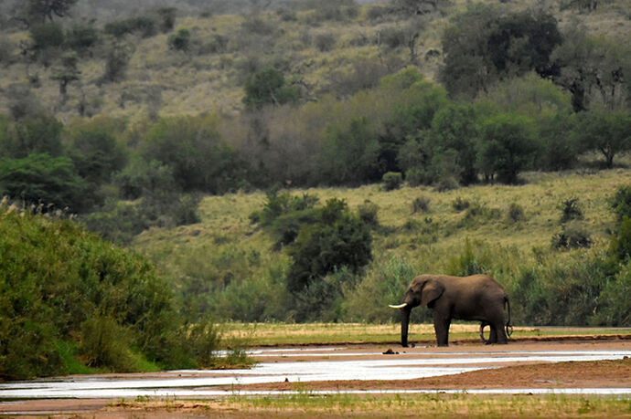 Re: Au paradis ! Compte rendu d'un voyage de 2 petites semaines en Afrique du Sud - L-argonnais Re: Au paradis ! Compte rendu d'un voyage de 2 petites semaines en Afrique du Sud - L-argonnais