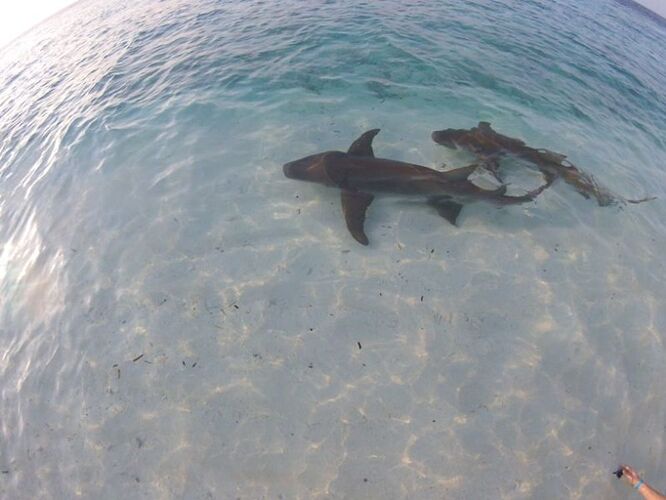 Re: Snorkelling février aux Maldives - el-gaucho