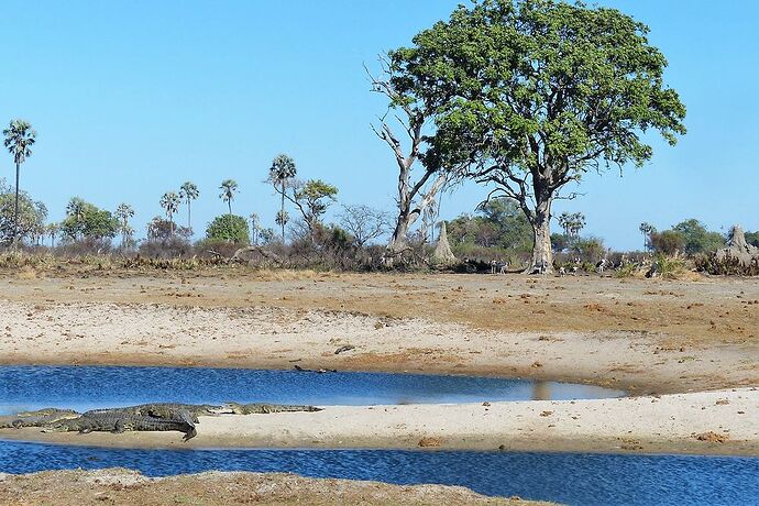 Delta de l'Okavango, Pom Pom épisode 3 - fabienne65