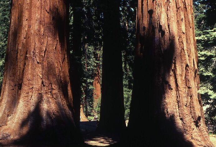 Re: Combien de jours nous conseillez-vous de passer à Sequoias national park ? - yensabai