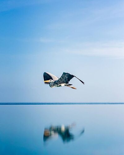 Maakanaa  Maldives - Héron espèce protégée -   - Philomaldives Ex guide Safaris