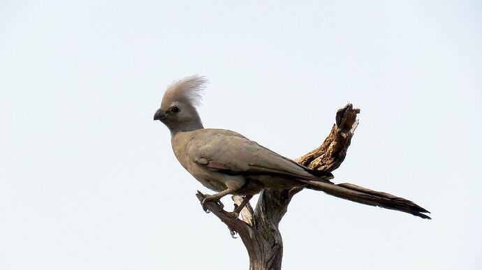 Re: NAMBOTSVIC Namibie- Botswana- Victoria Falls, 3 semaines magiques - PATOUTAILLE