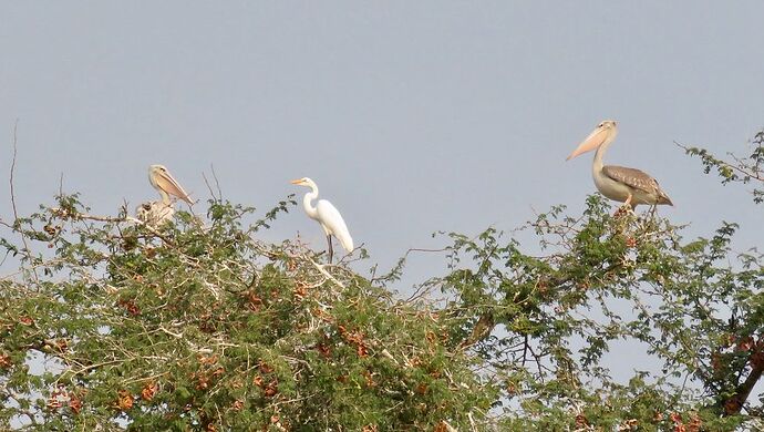 Re: NAMBOTSVIC Namibie- Botswana- Victoria Falls, 3 semaines magiques - PATOUTAILLE