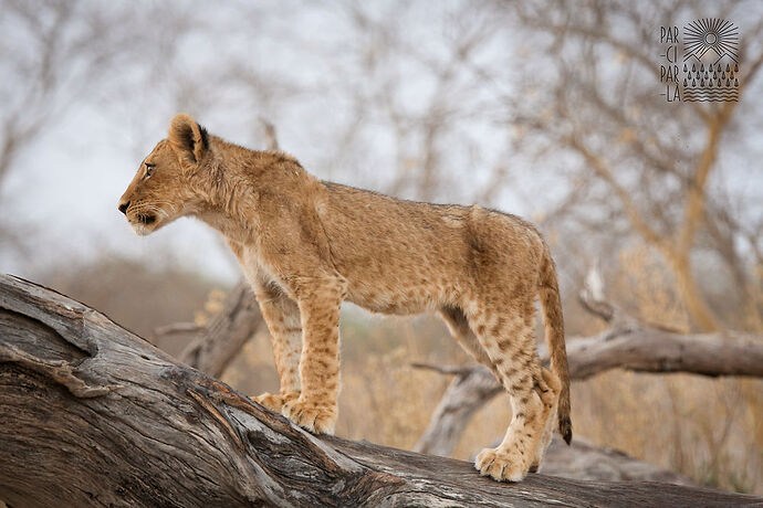 Re: Avis pour débutants safari self-drive au Botswana ? - cybernyber Re: Avis pour débutants safari self-drive au Botswana ? - cybernyber