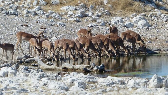 Re: 3 fabuleuses semaines Namibiennes- juillet 2021 - Patbillvoyage