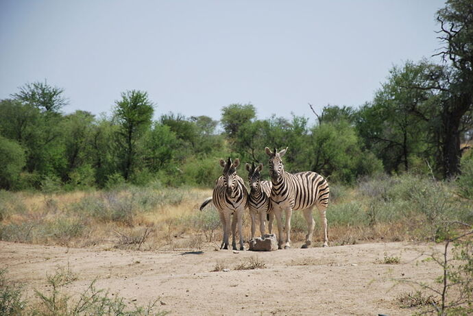 Récit d'un merveilleux voyage en Namibie j2 - llce