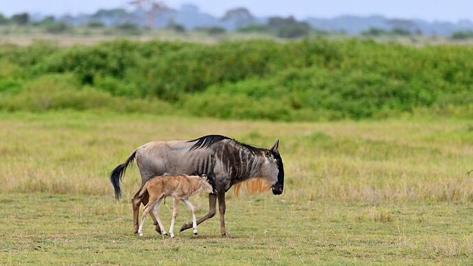 Re: Au coeur du Kenya ; le Kenya dans le coeur - Jmarc71