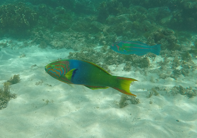 Randonnées et détente au plus près de la nature: 5 jours sur Lord Howe Island - exploringpaw