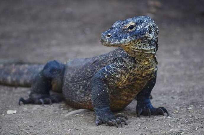 Dragon de Komodo, Rinca