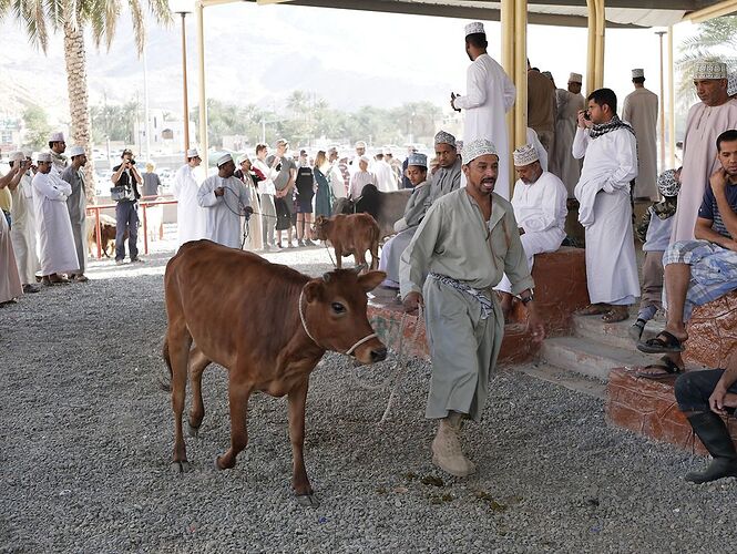 Re: De retour de deux semaines à Oman avec 3 jeunes enfants en camping sauvage - jmayo