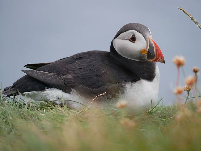 Re: 24 jours en Ecosse jusqu'aux îles Shetlands avec 2 chiens - Zoune