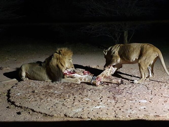 Re: 3 fabuleuses semaines Namibiennes- juillet 2021 - Patbillvoyage