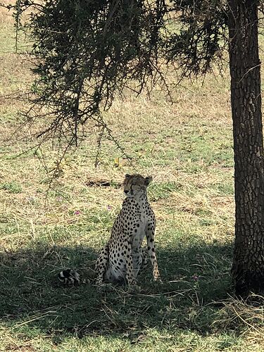 un safari avec KIMGONI - Nicolas-N