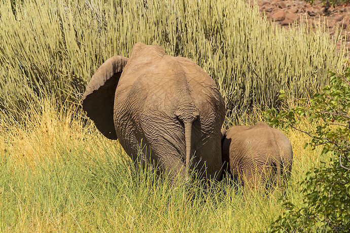 hello les éléphants du désert  - Millie