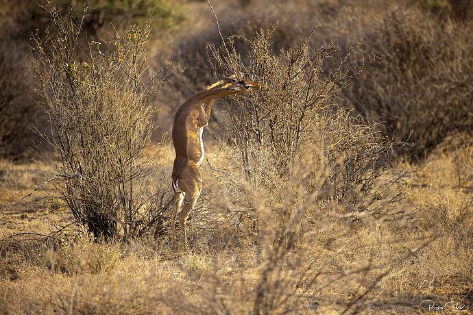 Samburu : Herbivores et omnivores - rjulie95