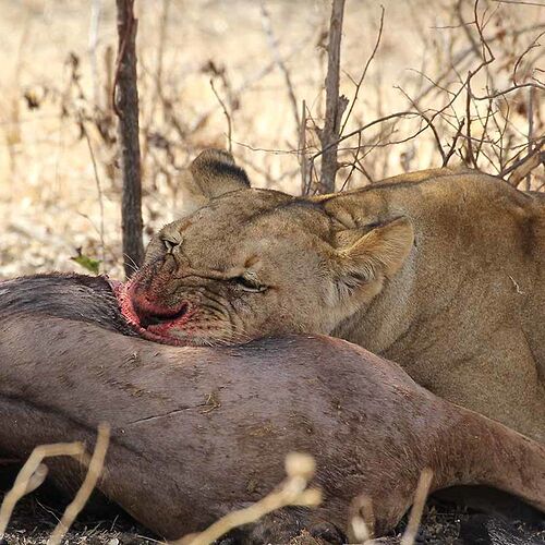 Re: Safari à Serengeti : Prix?Agences? - puma