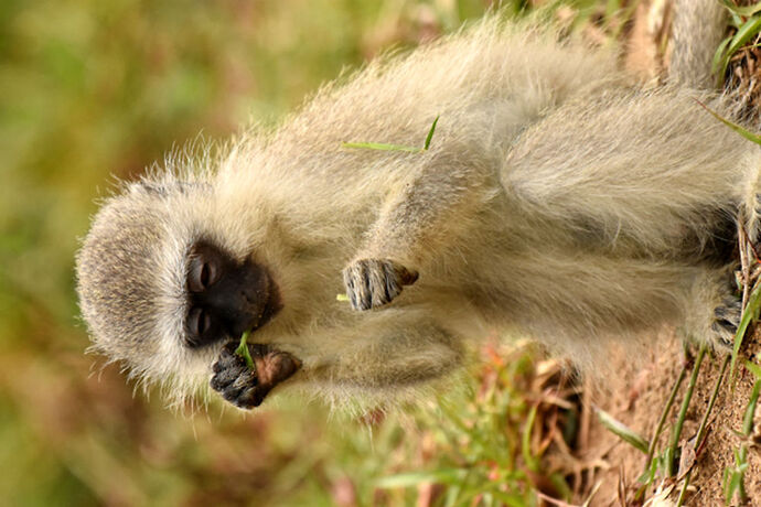 Re: Au paradis ! Compte rendu d'un voyage de 2 petites semaines en Afrique du Sud - L-argonnais Re: Au paradis ! Compte rendu d'un voyage de 2 petites semaines en Afrique du Sud - L-argonnais
