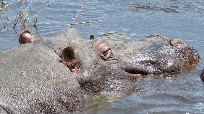 Re: NAMBOTSVIC Namibie- Botswana- Victoria Falls, 3 semaines magiques - PATOUTAILLE