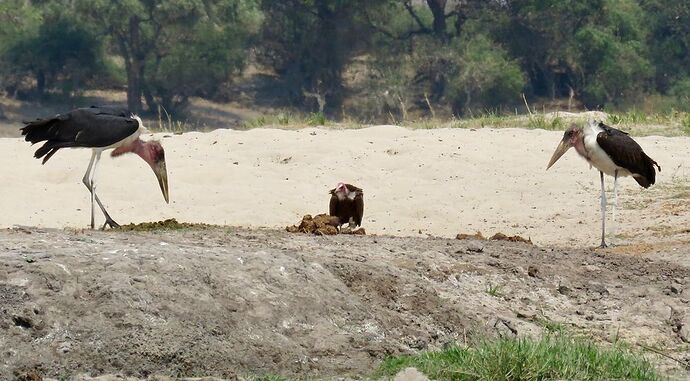 Re: NAMBOTSVIC Namibie- Botswana- Victoria Falls, 3 semaines magiques - PATOUTAILLE