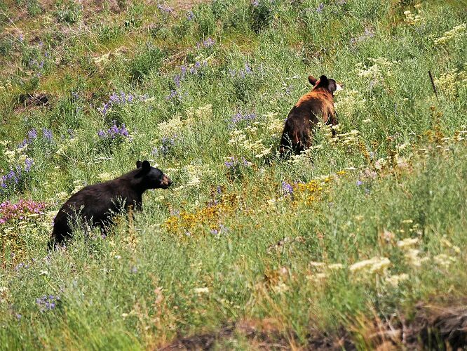 L'Ouest canadien à pleins poumons: épisode 2, l'Okanagan et la route vers la côté, via Whistler - fabienne65